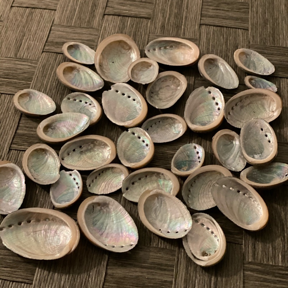 Albacore shell bundle 40 pcs❣️